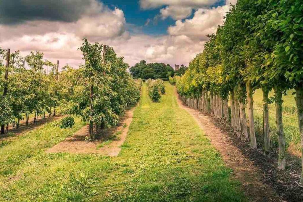 Beautiful Countryside - Old Post Office Cobham (Kent)